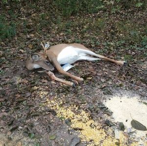 Meet your Posher, Janel